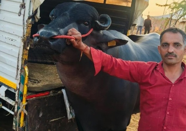 Con tr&acirc;u m&agrave;u đen khổng lồ c&oacute; gi&aacute; 60 tỷ đồng, chủ vẫn chưa ưng b&aacute;n - Ảnh 1.