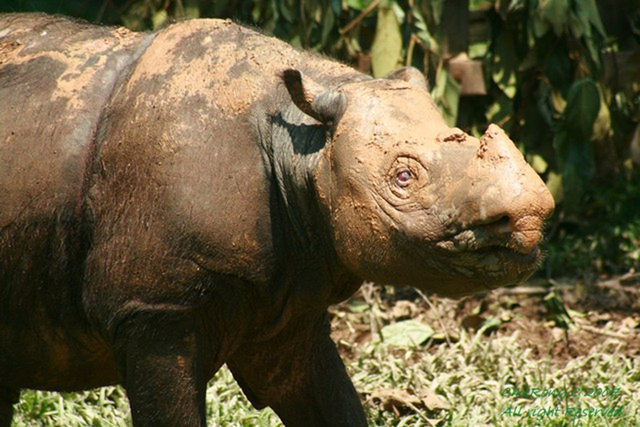 Lo&agrave;i vật qu&yacute; hiếm bậc nhất h&agrave;nh tinh, cả thế giới c&ograve;n 50 c&aacute; thể - Ảnh 3.