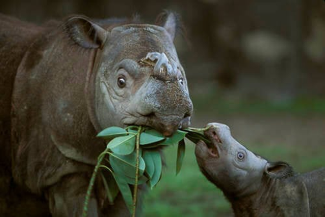 Lo&agrave;i vật qu&yacute; hiếm bậc nhất h&agrave;nh tinh, cả thế giới c&ograve;n 50 c&aacute; thể - Ảnh 4.