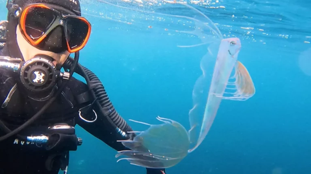 Đang đi bơi, người đ&agrave;n &ocirc;ng ph&aacute;t hiện lo&agrave;i c&aacute; "qu&yacute; hiếm nhất thế giới" - Ảnh 1.