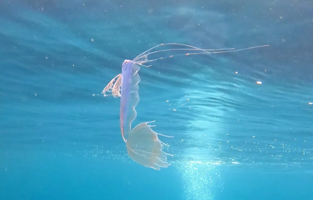 Đang đi bơi, người đ&agrave;n &ocirc;ng ph&aacute;t hiện lo&agrave;i c&aacute; "qu&yacute; hiếm nhất thế giới" - Ảnh 2.