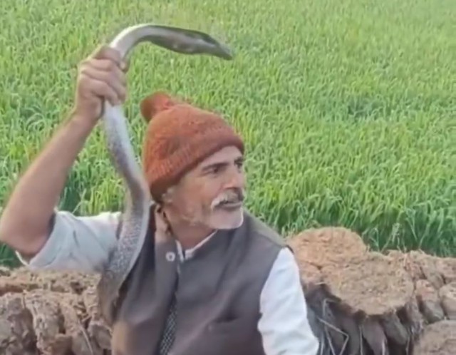 Khoe khoang bắt được rắn hổ mang, người đ&agrave;n &ocirc;ng bị cắn tử vong- Ảnh 1.