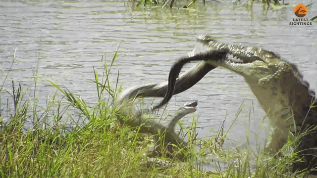 Trăn khủng đau đớn khi bị c&aacute; sấu quăng quật, tấn c&ocirc;ng tr&ecirc;n s&ocirc;ng - Ảnh 2.