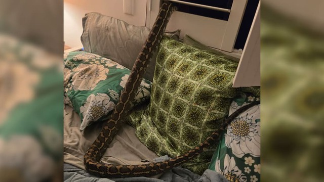 Tỉnh giấc giữa đ&ecirc;m, người phụ nữ sốc nặng khi thấy thứ nằm tr&ecirc;n ngực- Ảnh 1.