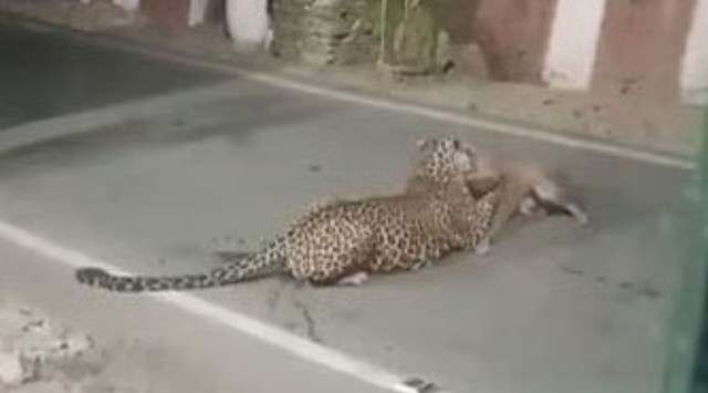 Ch&oacute; nh&agrave; tử chiến b&aacute;o hoa mai trong đ&ecirc;m v&agrave; c&aacute;i kết- Ảnh 1.