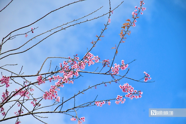 Ngắm hoa anh đào nở nhuộm hồng Măng Đen- Ảnh 7. Ngắm hoa anh đào nở nhuộm hồng Măng Đen- Ảnh 7.