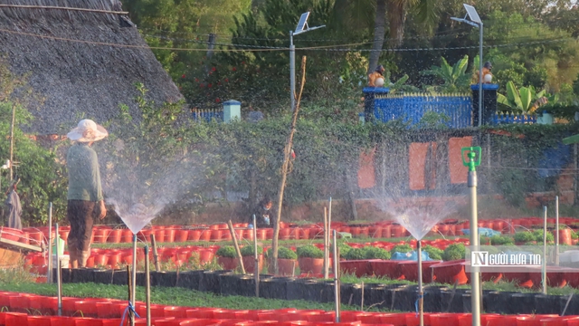 L&agrave;ng hoa An Cư tất bật vụ Tết, cung ứng h&agrave;ng chục ngh&igrave;n chậu hoa ra thị trường- Ảnh 3.