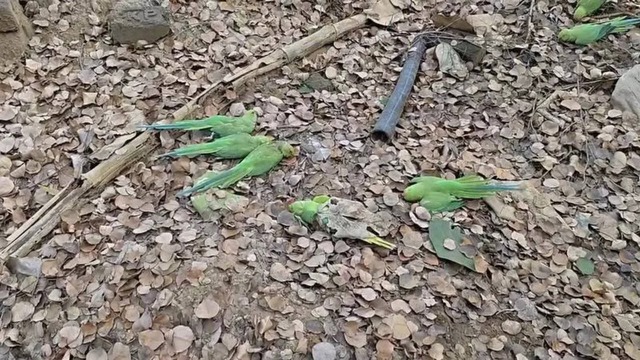 Ph&aacute;t hiện hơn 200 con chim chết bất thường trong khu rừng- Ảnh 1.