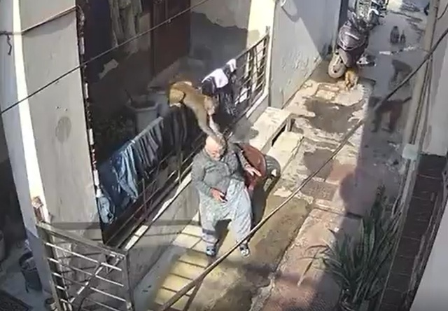 Khỉ hung dữ giật tóc, cắn cụ bà ngay trước nhà - Ảnh 1.