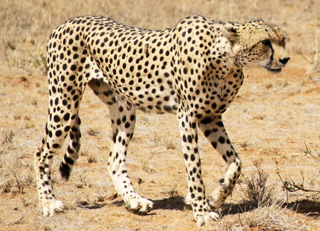 Lo&agrave;i vật qu&yacute; hiếm bậc nhất h&agrave;nh tinh, tuyệt t&iacute;ch 70 năm bất ngờ "t&aacute;i sinh" - Ảnh 2.