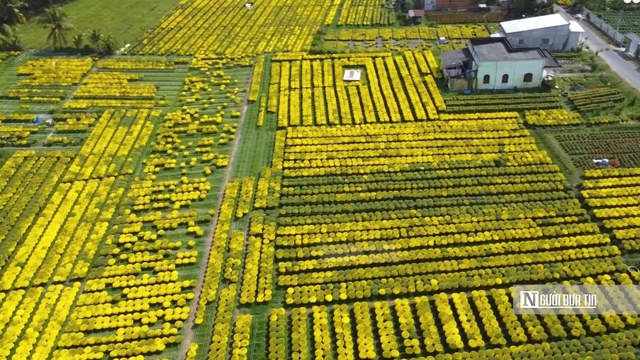 Hoa nở trước mùa, nhưng lòng người đúng Tết - Ảnh 1.