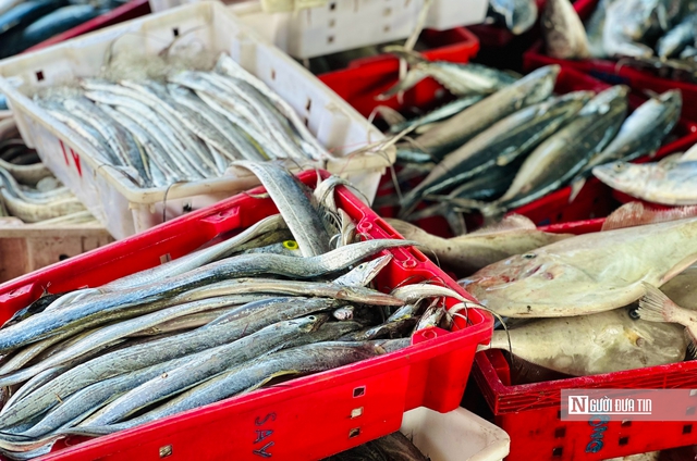 Quảng Ng&atilde;i: Bội thu những chuyến biển cuối năm, thuyền vi&ecirc;n đến c&ocirc;ng nh&acirc;n cảng c&aacute; "ấm bụng" đ&oacute;n Tết- Ảnh 3.