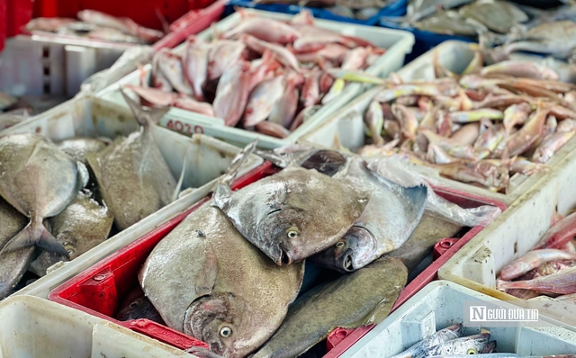 Quảng Ng&atilde;i: Bội thu những chuyến biển cuối năm, thuyền vi&ecirc;n đến c&ocirc;ng nh&acirc;n cảng c&aacute; "ấm bụng" đ&oacute;n Tết- Ảnh 4.