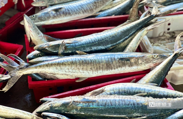 Quảng Ng&atilde;i: Bội thu những chuyến biển cuối năm, thuyền vi&ecirc;n đến c&ocirc;ng nh&acirc;n cảng c&aacute; "ấm bụng" đ&oacute;n Tết- Ảnh 5.