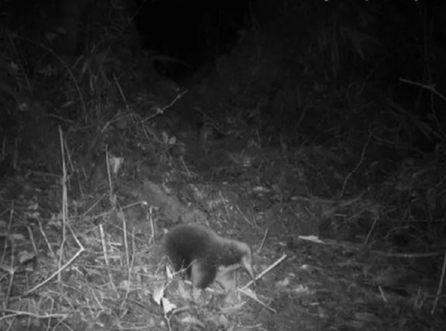 Loài vật quý hiếm bậc nhất hành tinh, tuyệt tích 60 năm bất ngờ "tái xuất" một cách bí ẩn- Ảnh 1. Loài vật quý hiếm bậc nhất hành tinh, tuyệt tích 60 năm bất ngờ "tái xuất" một cách bí ẩn- Ảnh 1.