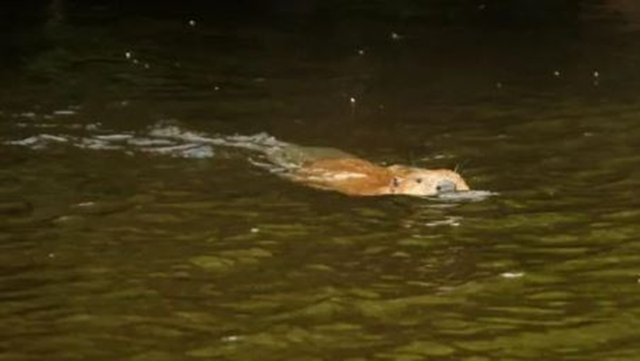 Loài vật quý hiếm bậc nhất hành tinh, ngỡ tuyệt chủng 400 năm bất ngờ "tái xuất" - Ảnh 1.