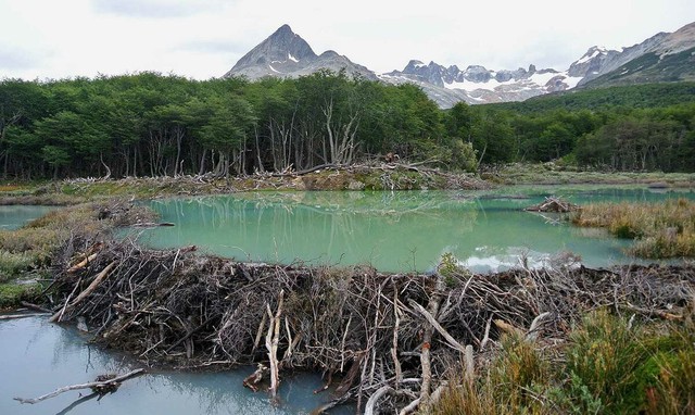 Loài vật quý hiếm bậc nhất hành tinh, ngỡ tuyệt chủng 400 năm bất ngờ "tái xuất" - Ảnh 3.