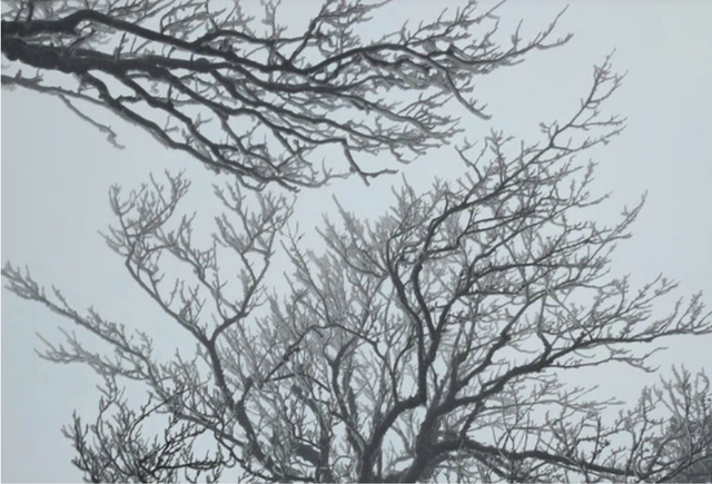 Dự b&aacute;o thời tiết 25/1: Miền Bắc đ&oacute;n đợt kh&ocirc;ng kh&iacute; lạnh cường độ mạnh, dự b&aacute;o nơi r&eacute;t nhất - Ảnh 1.