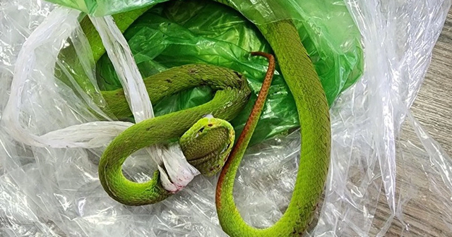 Đi l&agrave;m rẫy, nam thanh ni&ecirc;n 19 tuổi bị con vật quen thuộc đu&ocirc;i đỏ cắn nguy khiểm - Ảnh 2.