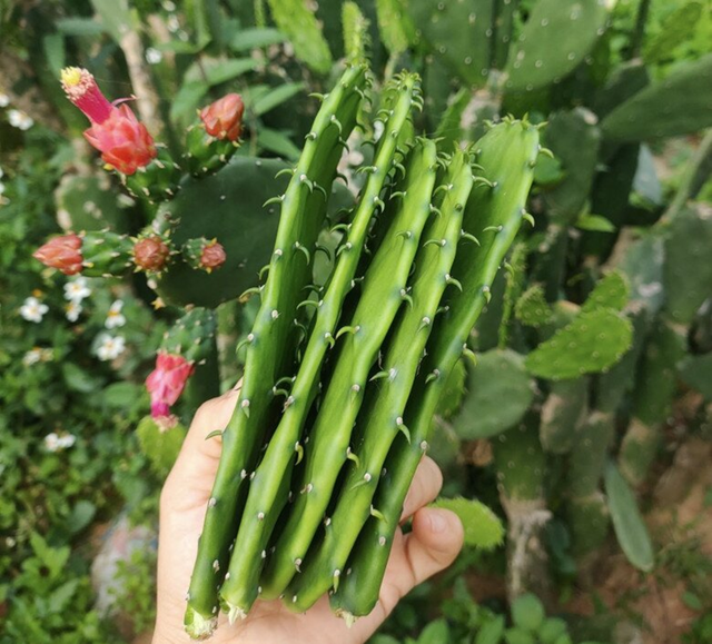 Quả dại Việt Nam nay th&agrave;nh đặc sản xuất ngoại, "trời T&acirc;y" b&aacute;n gần 350 ngh&igrave;n/6 quả - Ảnh 6.