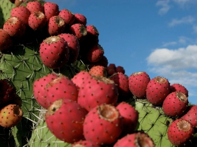 Quả dại Việt Nam nay th&agrave;nh đặc sản xuất ngoại, "trời T&acirc;y" b&aacute;n gần 350 ngh&igrave;n/6 quả - Ảnh 2.