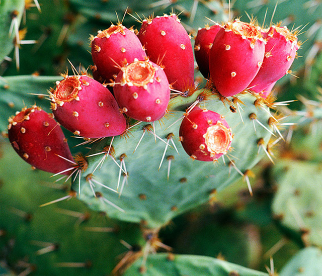 Quả dại Việt Nam nay th&agrave;nh đặc sản xuất ngoại, "trời T&acirc;y" b&aacute;n gần 350 ngh&igrave;n/6 quả - Ảnh 1.