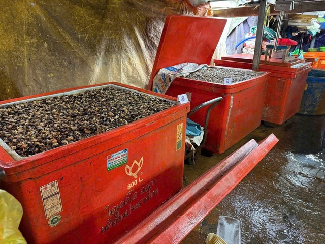 B&ecirc;n trong "xưởng" sử dụng 500 tấn ho&aacute; chất ng&acirc;m 3.000 tấn thịt ốc bươu- Ảnh 8.