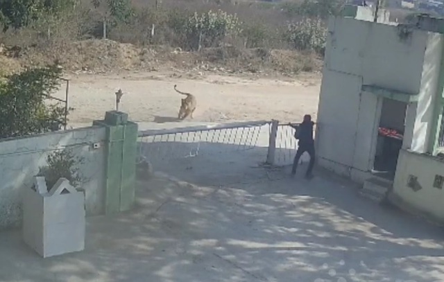 Người đ&agrave;n &ocirc;ng chạm tr&aacute;n sư tử ở trước cửa nh&agrave; m&aacute;y v&agrave; c&aacute;i kết - Ảnh 1.