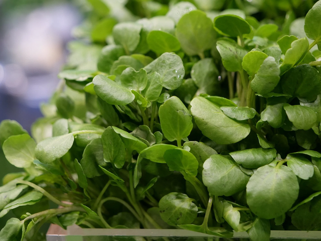 2 loại rau "kho&aacute;i khẩu" của người Việt m&ugrave;a se lạnh dễ l&agrave; "ổ s&aacute;n", nhất l&agrave; c&aacute;i số 1 ngo&agrave;i chợ c&oacute; đầy- Ảnh 2.