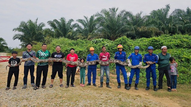 Bắt sống trăn khổng lồ dài 7 mét, nặng 80kg trong đồn điền- Ảnh 1. Bắt sống trăn khổng lồ dài 7 mét, nặng 80kg trong đồn điền- Ảnh 1.