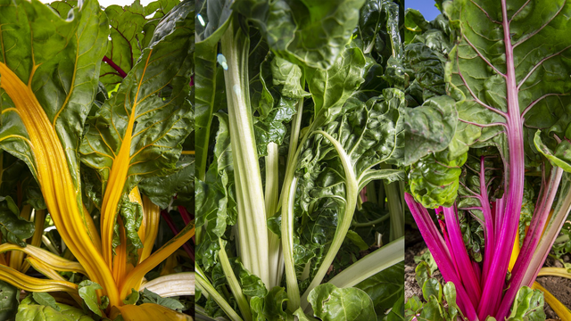 Mỹ đ&aacute;nh gi&aacute; "rau tốt nhất thế giới", h&oacute;a ra l&agrave; rau quen thuộc ra chợ l&agrave; thấy - Ảnh 1.