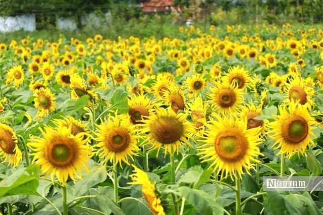 Đổ x&ocirc; check-in hoa hướng dương &ldquo;khổng lồ&rdquo; ở Quảng Ng&atilde;i ng&agrave;y cận Tết- Ảnh 2.