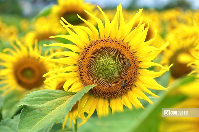 Đổ x&ocirc; check-in hoa hướng dương &ldquo;khổng lồ&rdquo; ở Quảng Ng&atilde;i ng&agrave;y cận Tết- Ảnh 3.