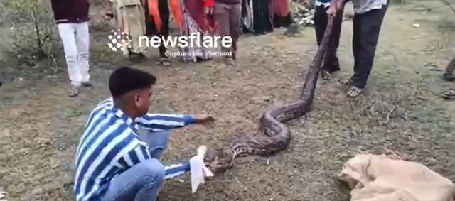 Nh&igrave;n l&ecirc;n c&acirc;y, người đ&agrave;n &ocirc;ng ph&aacute;t hiện cảnh tượng "nổi da g&agrave;" - Ảnh 1.