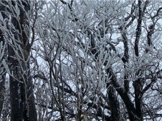 Khoảnh khắc hiếm thấy: &ldquo;Hoa băng&rdquo; phủ trắng Fansipan v&agrave; đỉnh Phia Oắc khi nhiệt độ chạm -3 độ C - Ảnh 6.