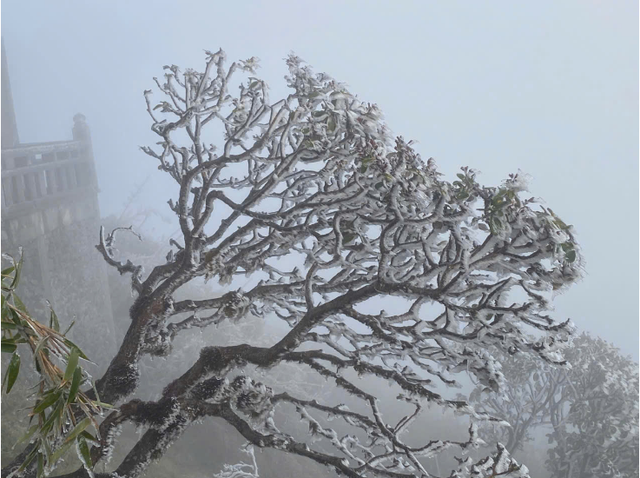 Khoảnh khắc hiếm thấy: &ldquo;Hoa băng&rdquo; phủ trắng Fansipan v&agrave; đỉnh Phia Oắc khi nhiệt độ chạm -3 độ C - Ảnh 3.