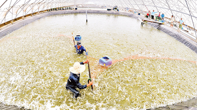 Anh n&ocirc;ng d&acirc;n nu&ocirc;i con "m&ecirc; bơi lội", mỗi năm nhẹ nh&agrave;ng bỏ t&uacute;i 8 tỷ đồng - Ảnh 1.