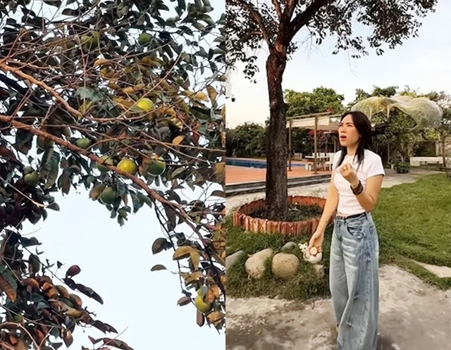 Th&agrave;nh quả kh&ocirc;ng ngờ b&ecirc;n trong nh&agrave; vườn của Mỹ T&acirc;m sau 4 năm - Ảnh 8.