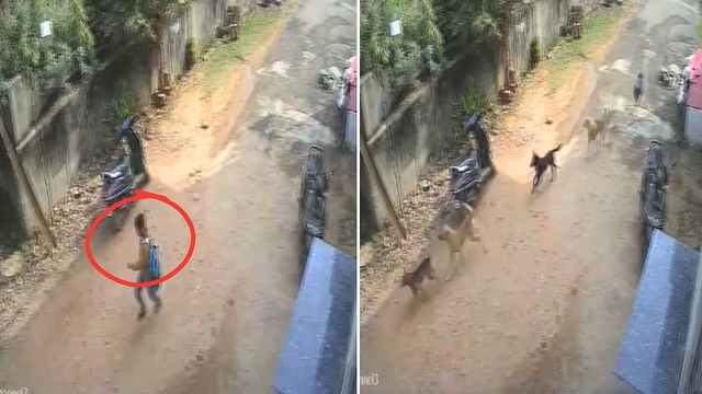 Bị h&agrave;ng chục con ch&oacute; truy đuổi, b&eacute; trai may mắn tho&aacute;t chết - Ảnh 1.