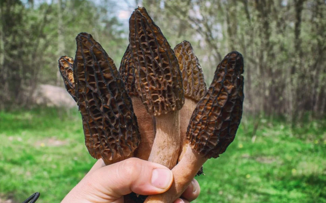 Loại c&acirc;y dại mọc um t&ugrave;m ở Việt Nam, "trời T&acirc;y" b&aacute;n gi&aacute; 13 triệu đồng/kg vẫn c&oacute; người r&uacute;t hầu bao - Ảnh 1.