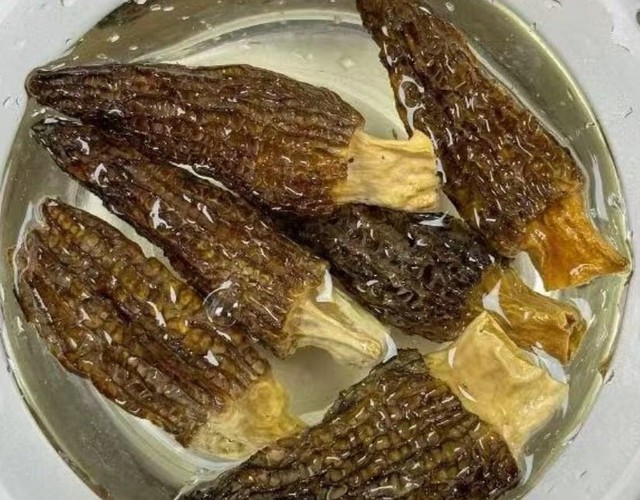 Loại c&acirc;y dại mọc um t&ugrave;m ở Việt Nam, "trời T&acirc;y" b&aacute;n gi&aacute; 13 triệu đồng/kg vẫn c&oacute; người r&uacute;t hầu bao - Ảnh 3.