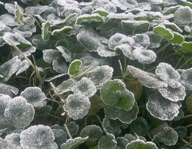 Miền T&acirc;y Nghệ An r&eacute;t đậm cực mạnh, giảm s&acirc;u -5 độ C, xuất hiện băng gi&aacute;  - Ảnh 1.