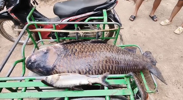 Người dân bắt được con cá chép khổng lồ nặng 100kg trên sông - Ảnh 2.