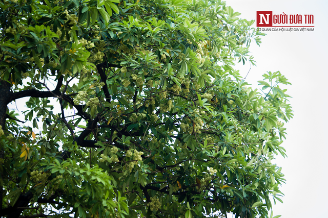 Hà Nội nghiên cứu cắt tỉa hoa sữa gần nhà ở, trường học, bệnh viện - Ảnh 1.