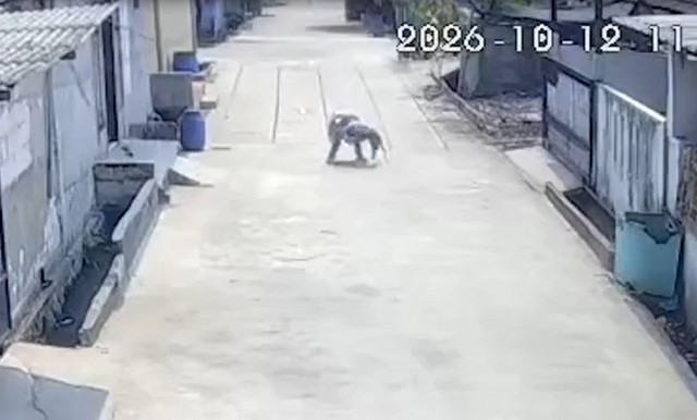 Đang đi bộ trên đường, bé gái bị khỉ hoang tấn công - Ảnh 1.