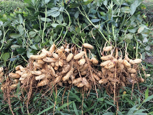 2 loại củ được ví như "thực phẩm bổ não", số 1 vừa rẻ vừa dễ tìm ở chợ - Ảnh 2.