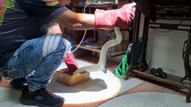 Cụ bà phát hiện trăn bạch tạng bò vào nhà và cái kết bất ngờ - Ảnh 1.