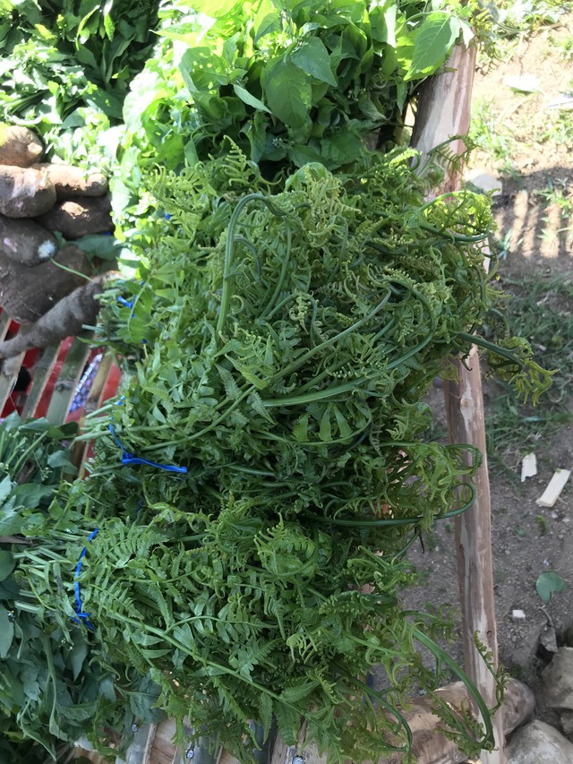 Rau dớn và... nhà rông - Ảnh 1.