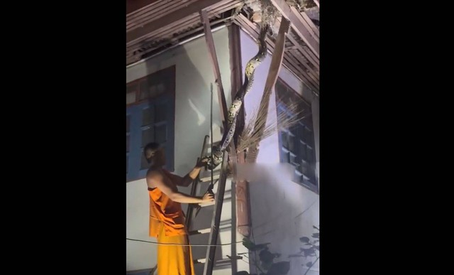 Nhà sư bắt được con trăn khổng lồ dài 3 mét mắc kẹt trên mái nhà - Ảnh 1.