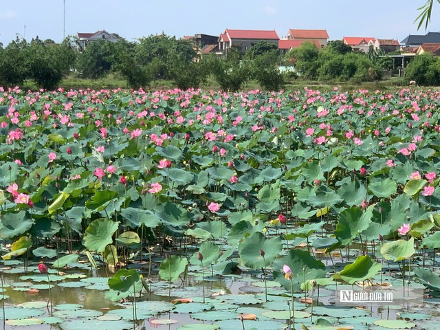 Quả ngọt bất ngờ cho chàng trai quyết “đổi đời” vùng đất ruộng trũng- Ảnh 1.